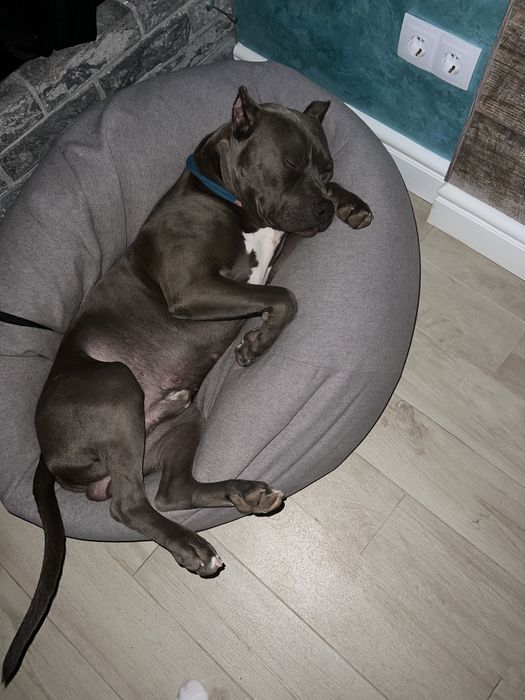 Пітбуль   в’язка