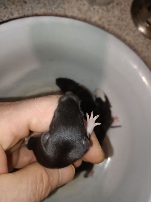 Крыски крисята Дамбо ручные