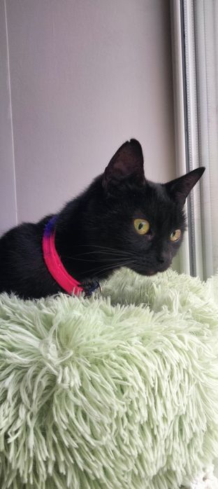 Неймовірна та магічна красуня чекає родину