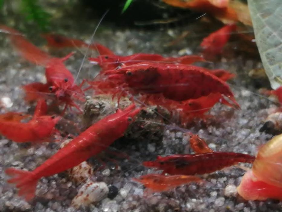 Krewetki  na kranówkę bloody mary + Gratis