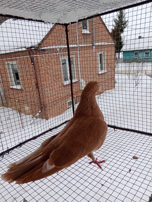 Gołębie zamojskie!!!