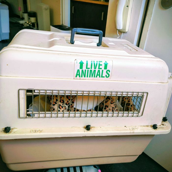 Caixa Transportadora de Animais VARIKENNEL – Tamanho 2
