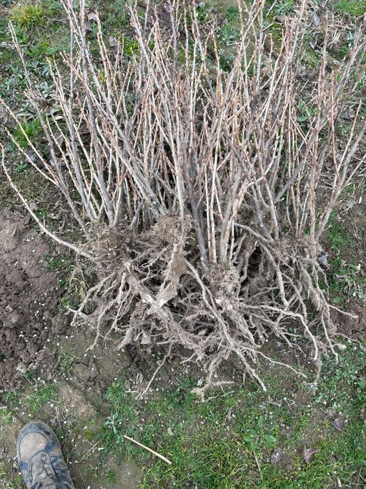 Sadzonki Porzeczki czarnej