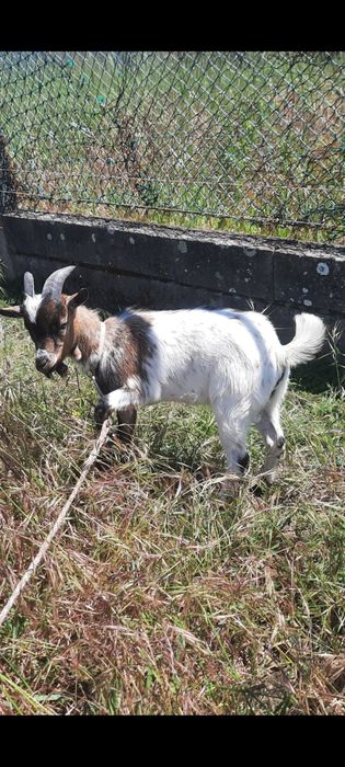 Cabrito macho anao