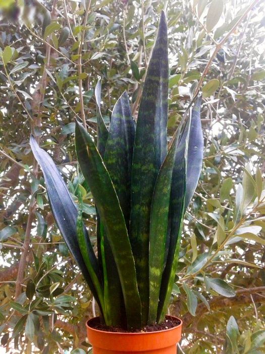 Lança e Espada-de-São-Jorge e Santa-Bárbara (Sansevierias)