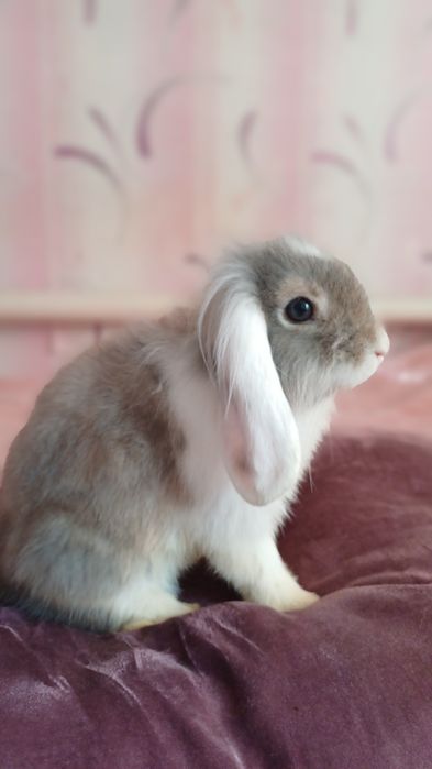 Кролик декоративний з документами.