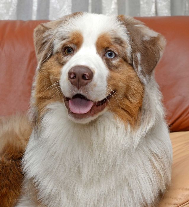 Stud dog, Reproduktor Owczarek AUSTRALIJSKI FCI