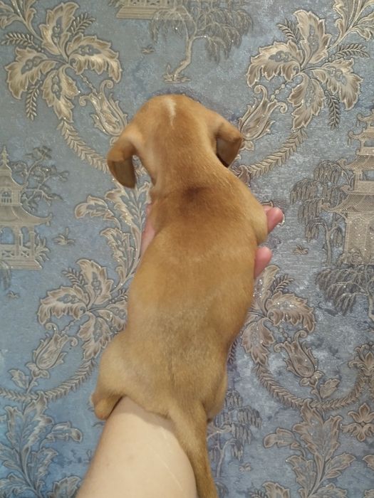 Дівчинка таксочка крем від довгошерстних батьків