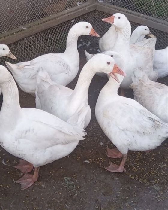 Sprzedam kaczki Pekin i Mulard (duże)