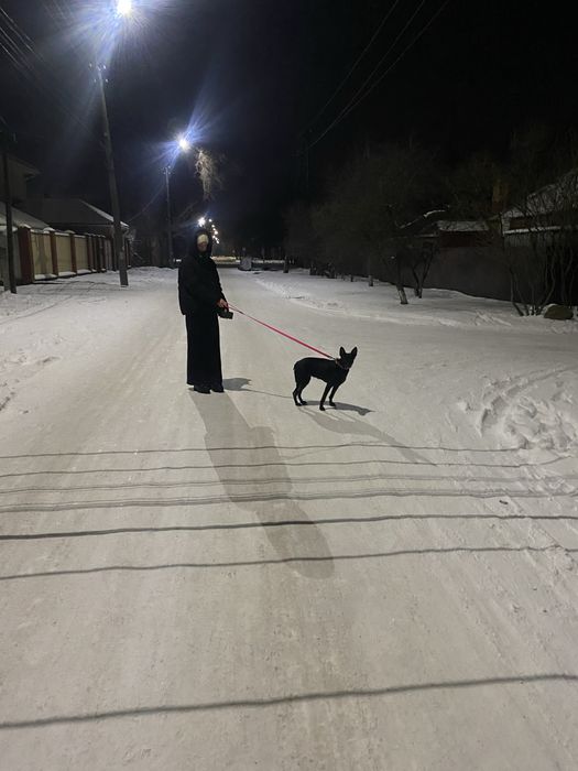 Собачка в добрі руки