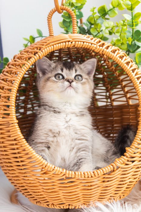 Чудо котик чекає на вас