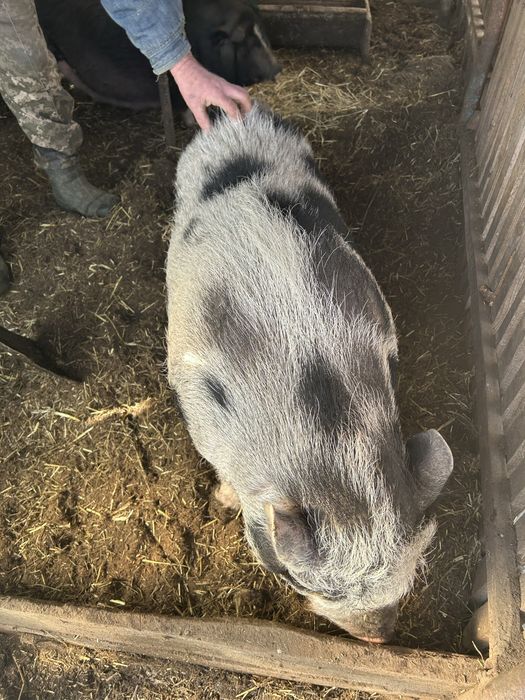 Продам вєтнамского кнура