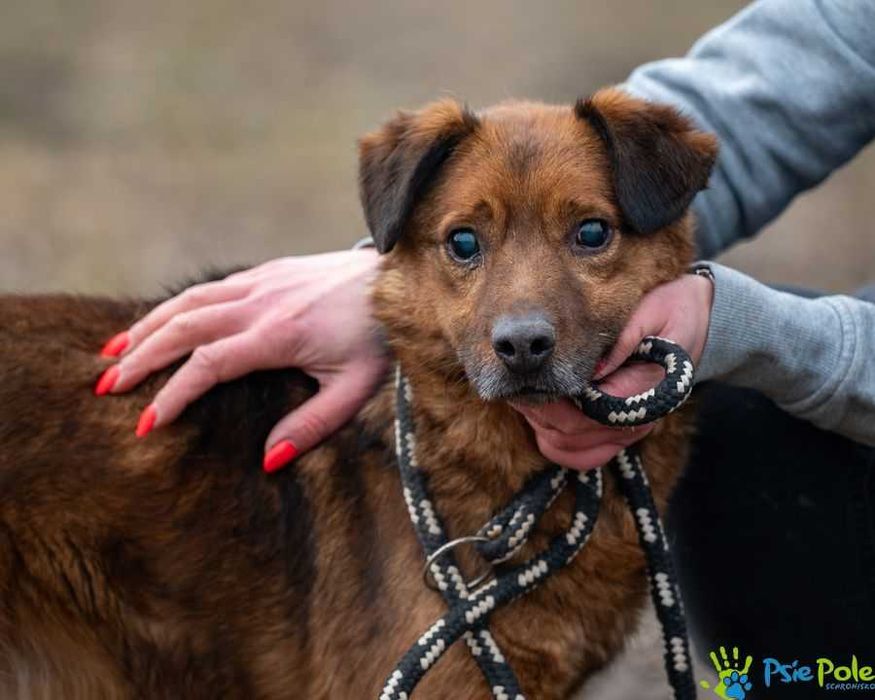 Kochany MAJOR szuka domu na zawsze!