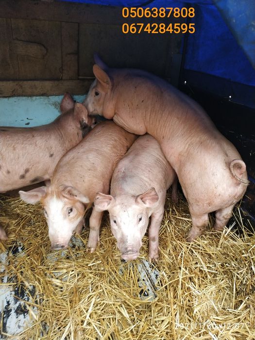 Поросята на откорм