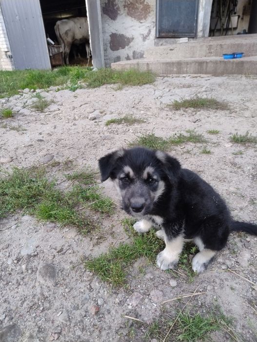 Oddam pieska  w dobre rece