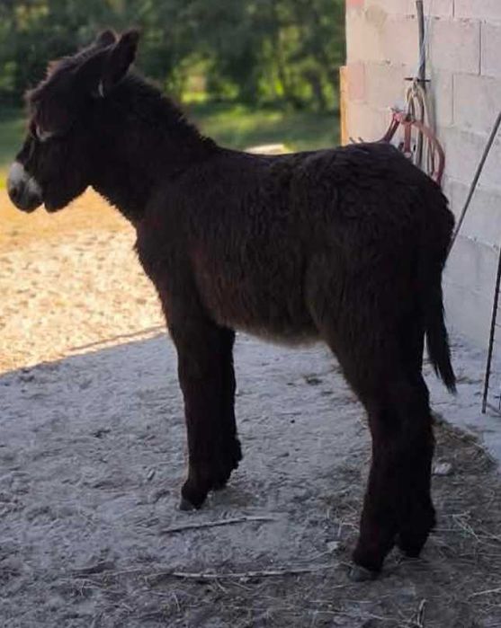 Burrinho cruzado mirandês