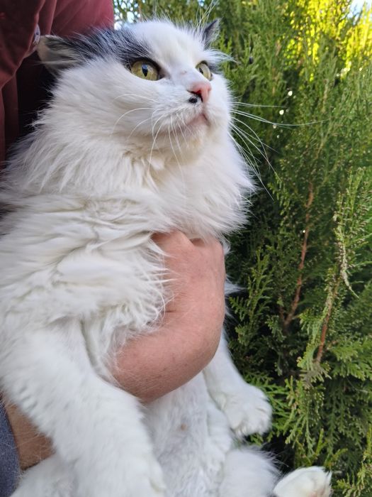 Чарівна пухнаста красуня шукає родину