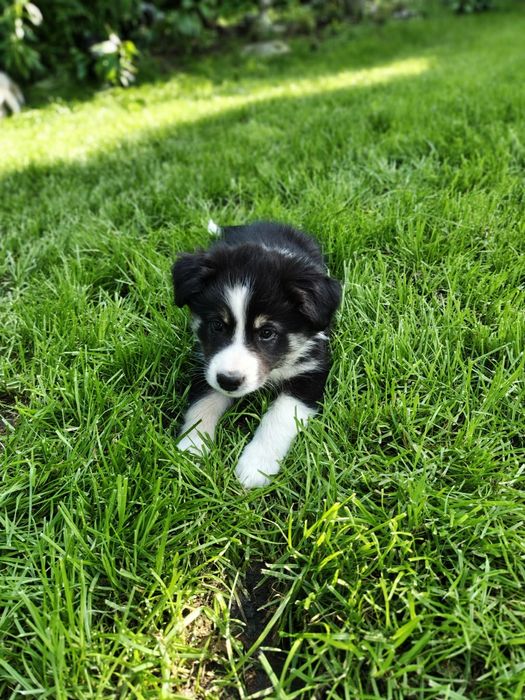 EMI Szczeniak Border collie