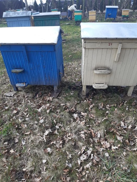 Ule warszawskie poszerzane