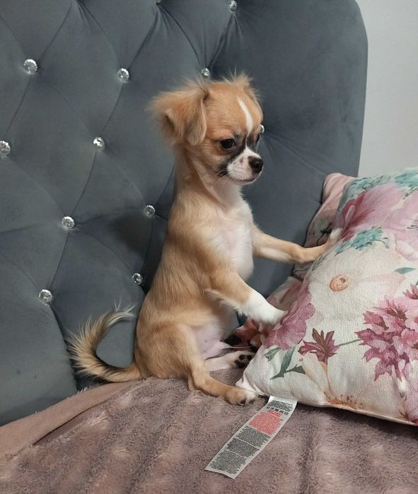Piesek Chihuahua