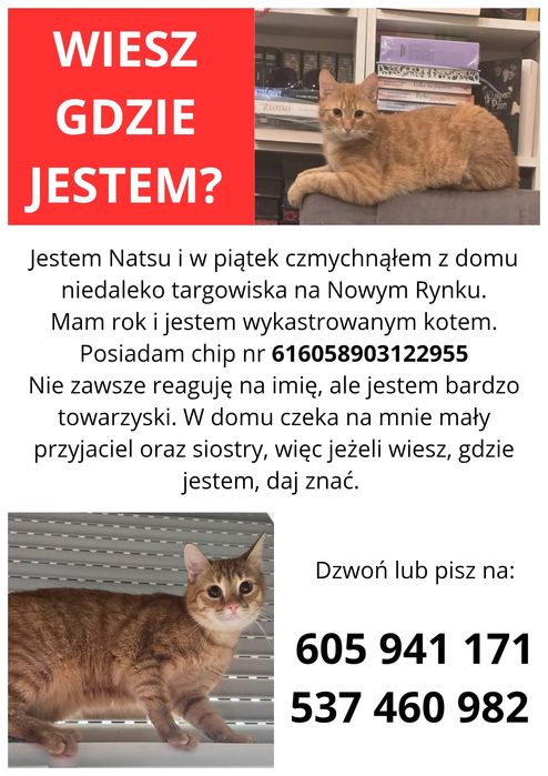 Kot rudy szukam!