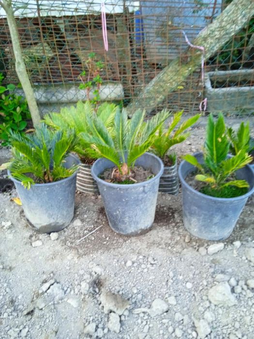 Vendo vasos com sicas bonitas para jardim
