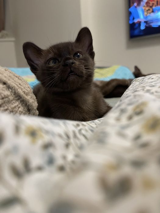 Бурманские котята 03.02.2026г