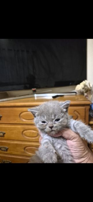 Scottish straigth macho