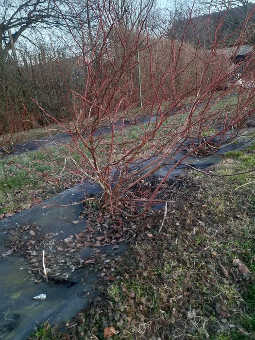 Borówka amerykańska duke 7 letnia