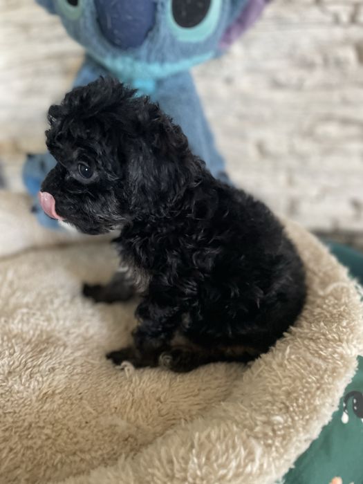 Cavapoo sunia cavalier pudel