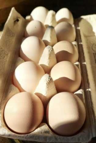 Ekologiczne Białe Jajka