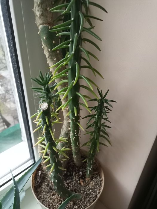 Аустроціліндропунція, невибаглива рослина