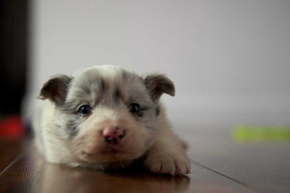 Wspaniały szczeniak Border Collie blue merle Charlie.