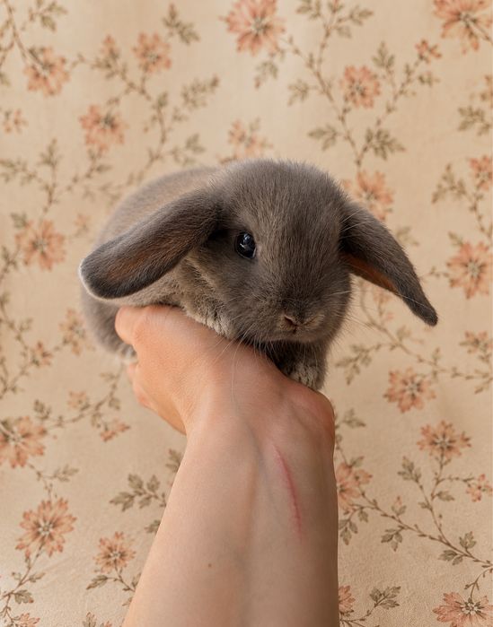 Króliki Miniaturowe Mini Lop