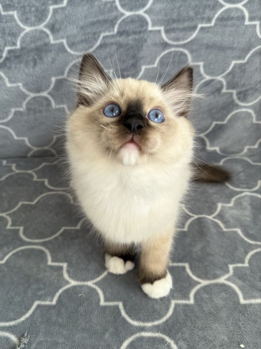 Kocurek Ragdoll z rodowodem