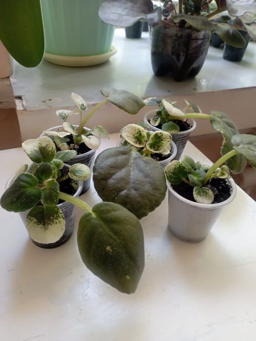 Фіалочки. Сеноплії