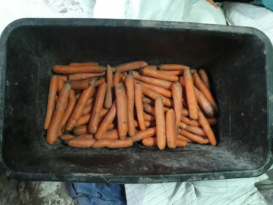 MARCHEW jadalna i paszowa