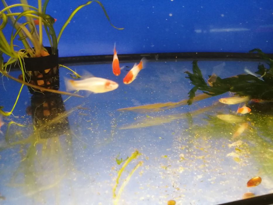 Mieczyk.        koi