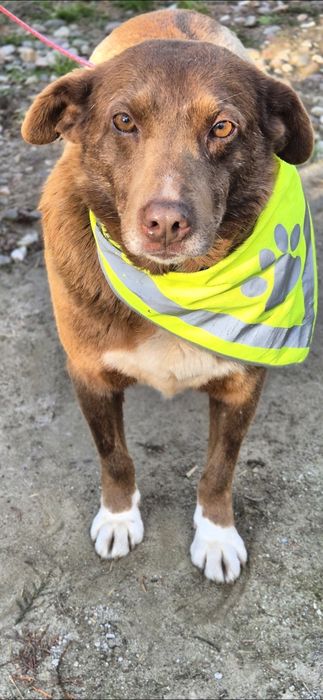 Piesek okolo 7 lat