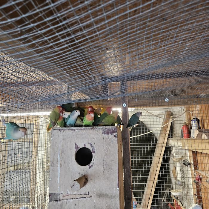 Nierozłączki papugi