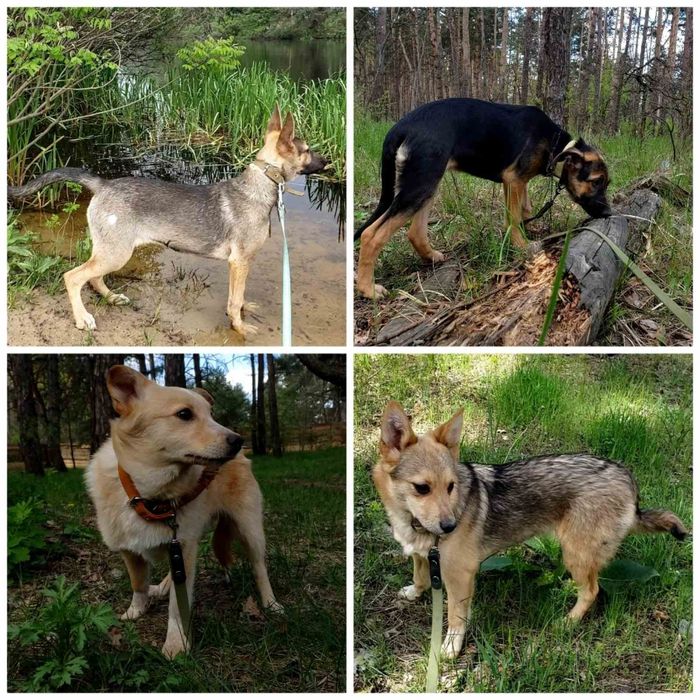 Віддамо песика безкоштовно.Допомога притулку в м.Українка