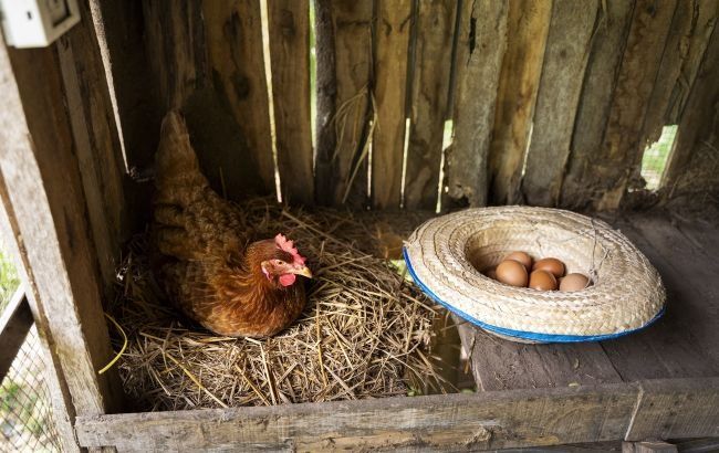 Продам курей несушок! Доставка безкоштовна!