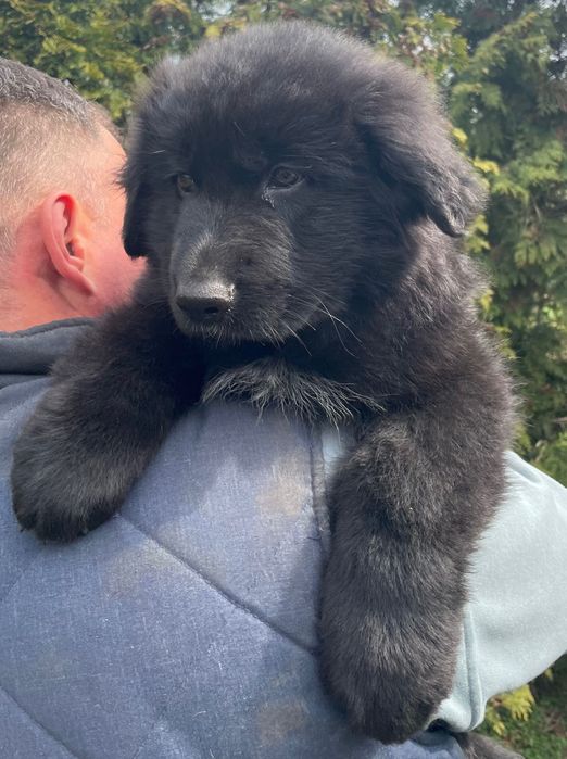 szczeniak owczarek niemiecki długowłosy