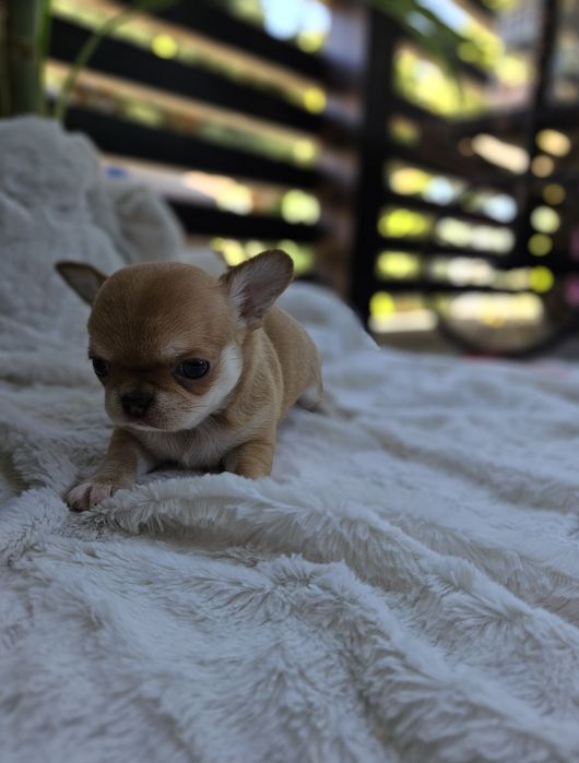 Chihuahua dziewczynka śliczna dostępna