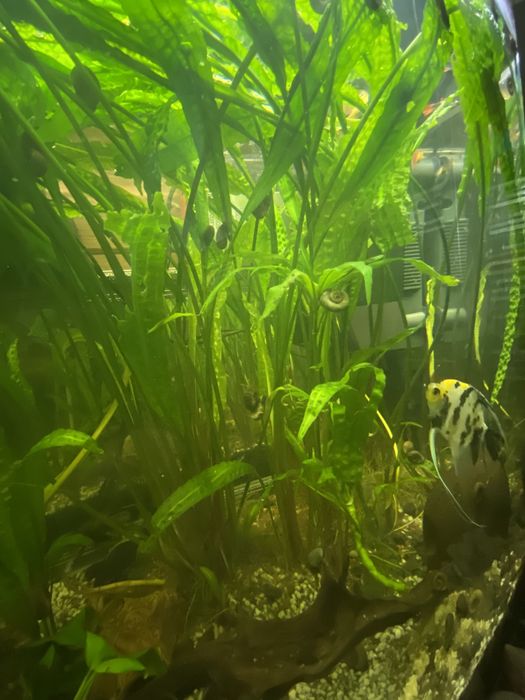 Kryptokoryna karbowana piękna roslina akwariowa