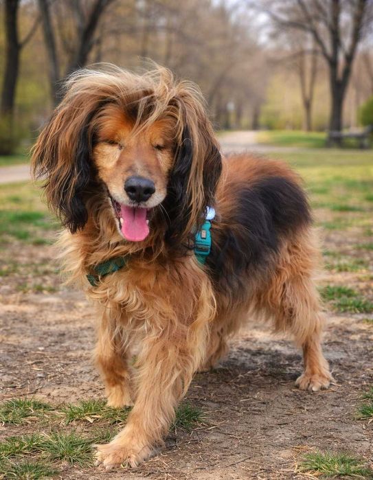 Любить обійматися, дає лапку. Особливий песик Бахмут