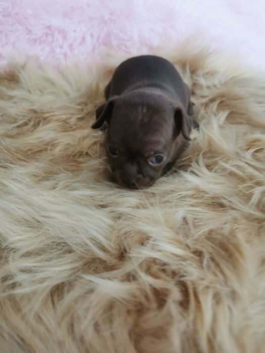 Suczka Chihuahua