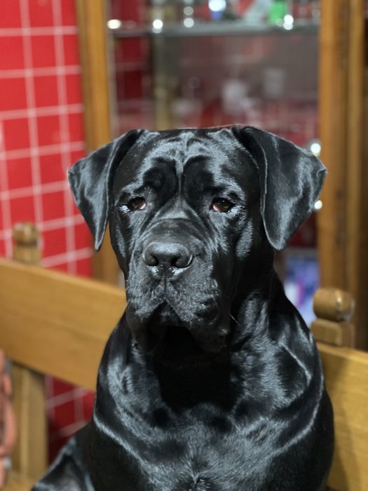 Чудова дівчінка Кане Корсо (Cane Corso Italiano)