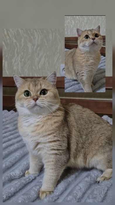 Золота красуня. Золота шиншилла. Кошенята. Котик.Кiшечка.