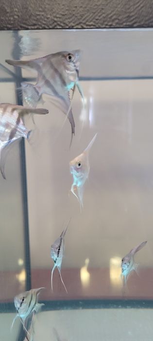 Sprzedam skalary manacapuru